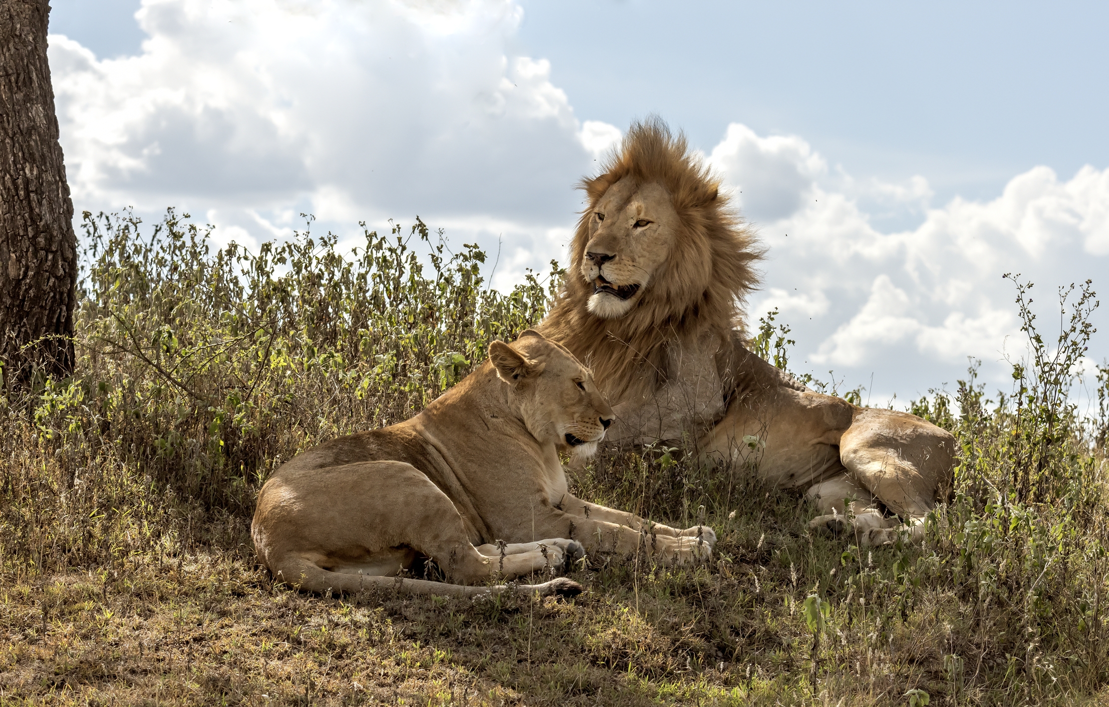 Tanzania 2016 - La coppia