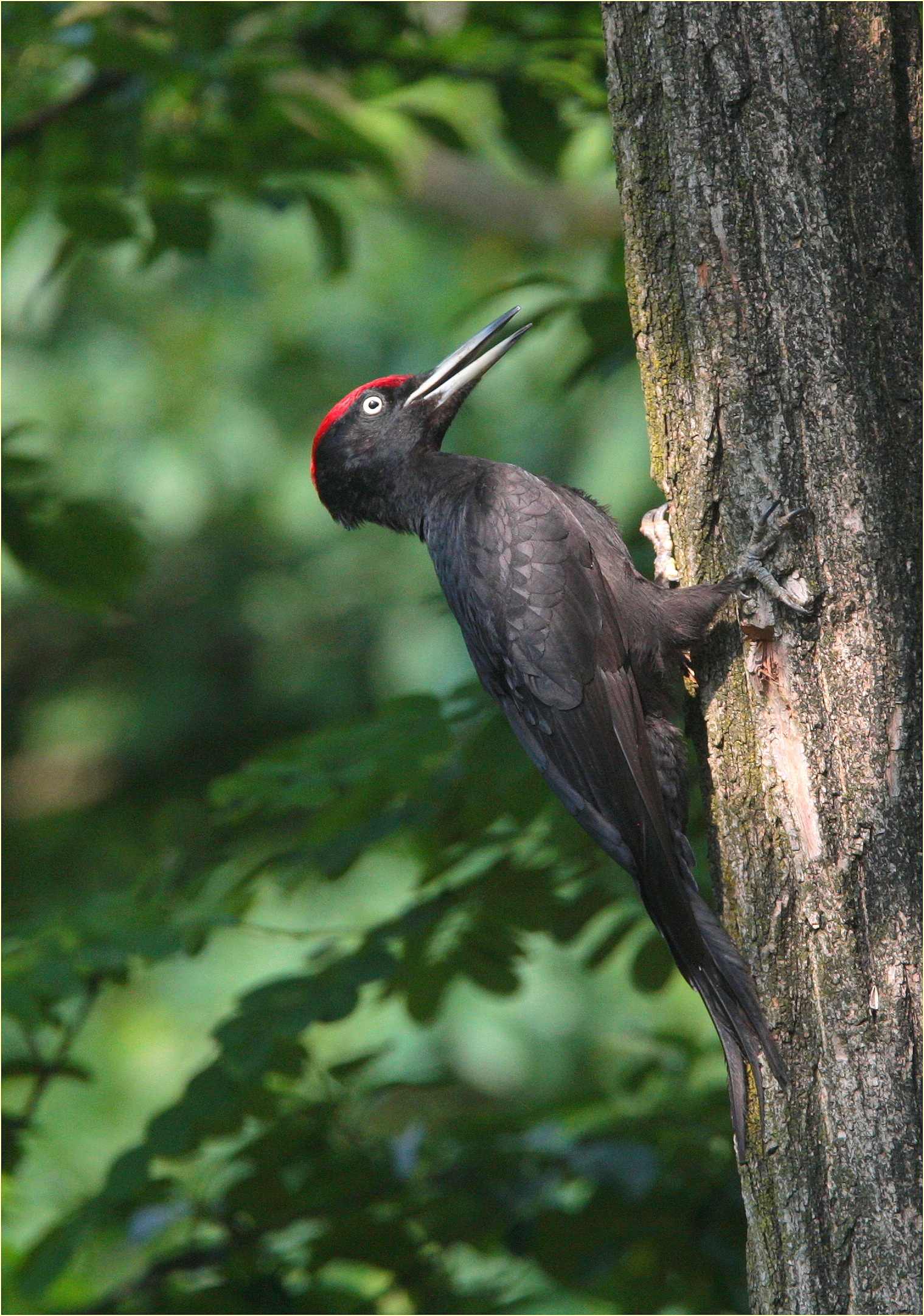 ,, ,, Black woodpecker