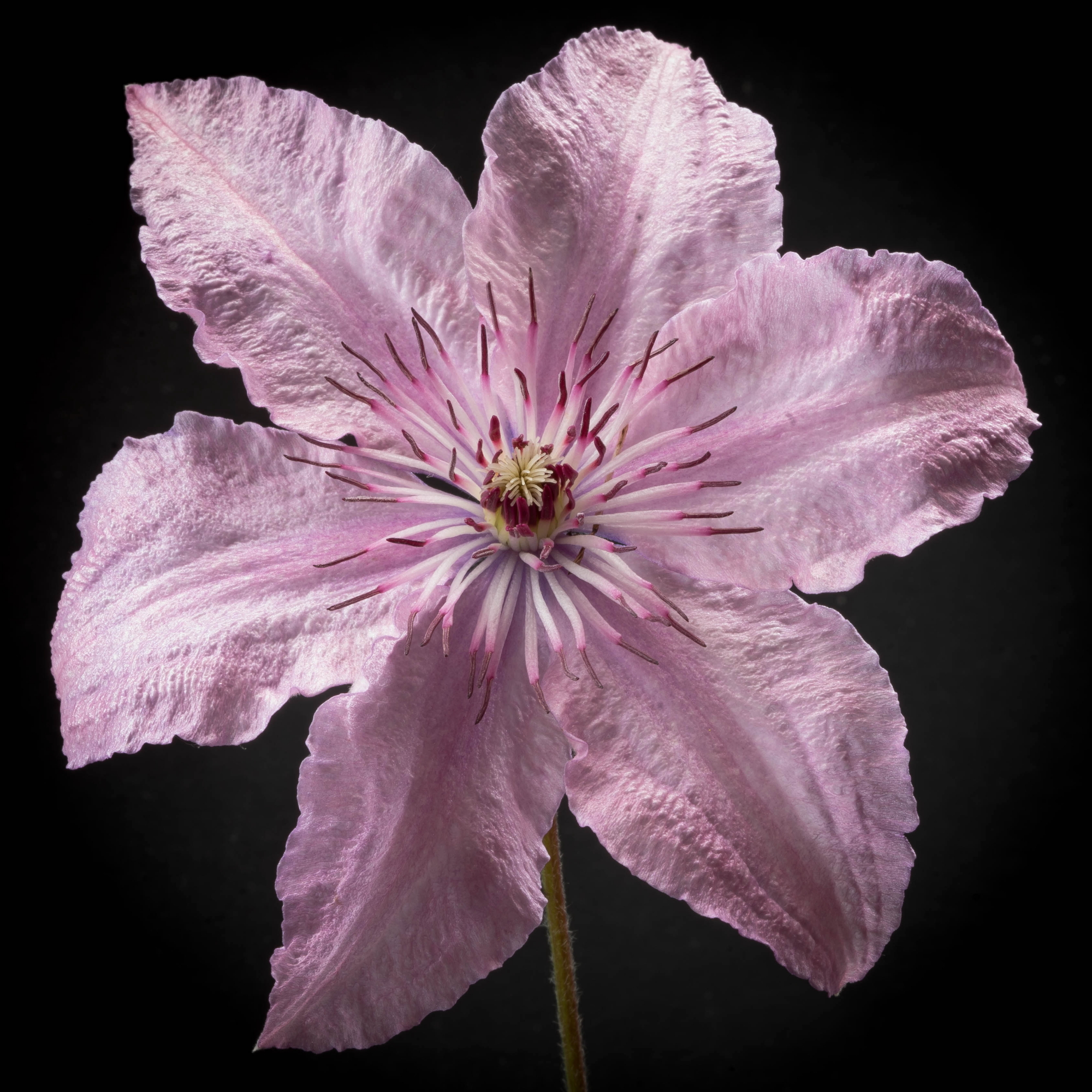 Clematis