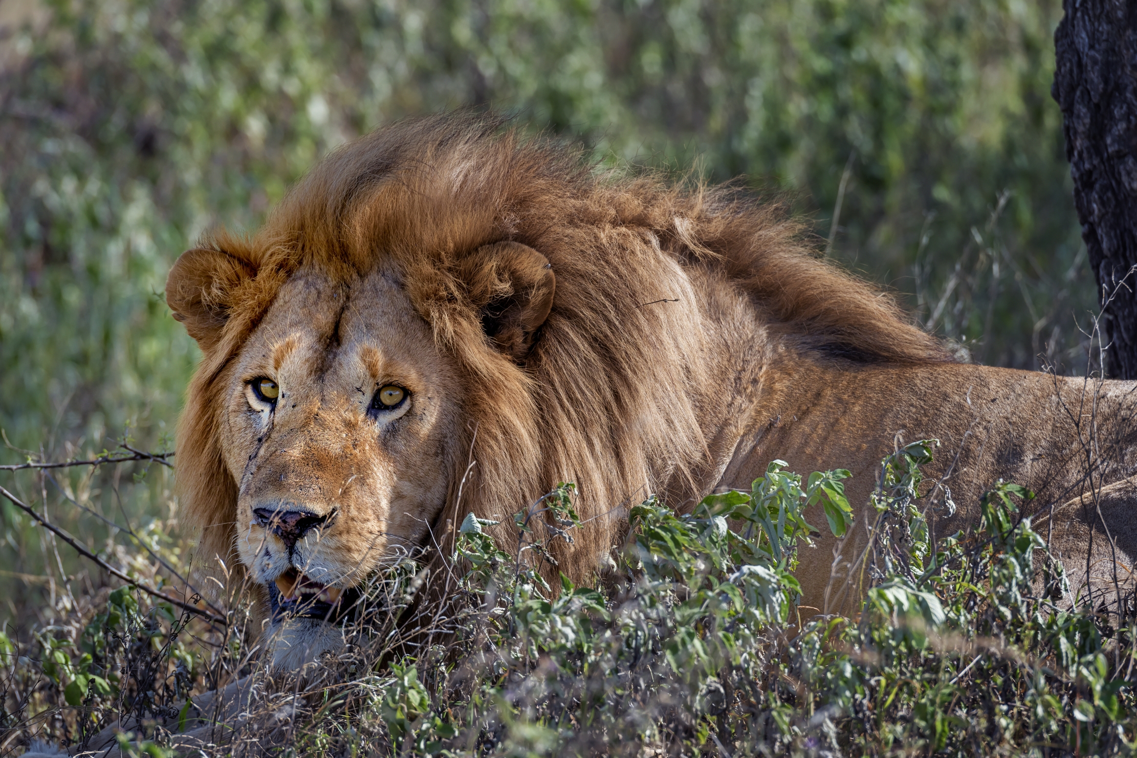 Tanzania 2016 - Lion