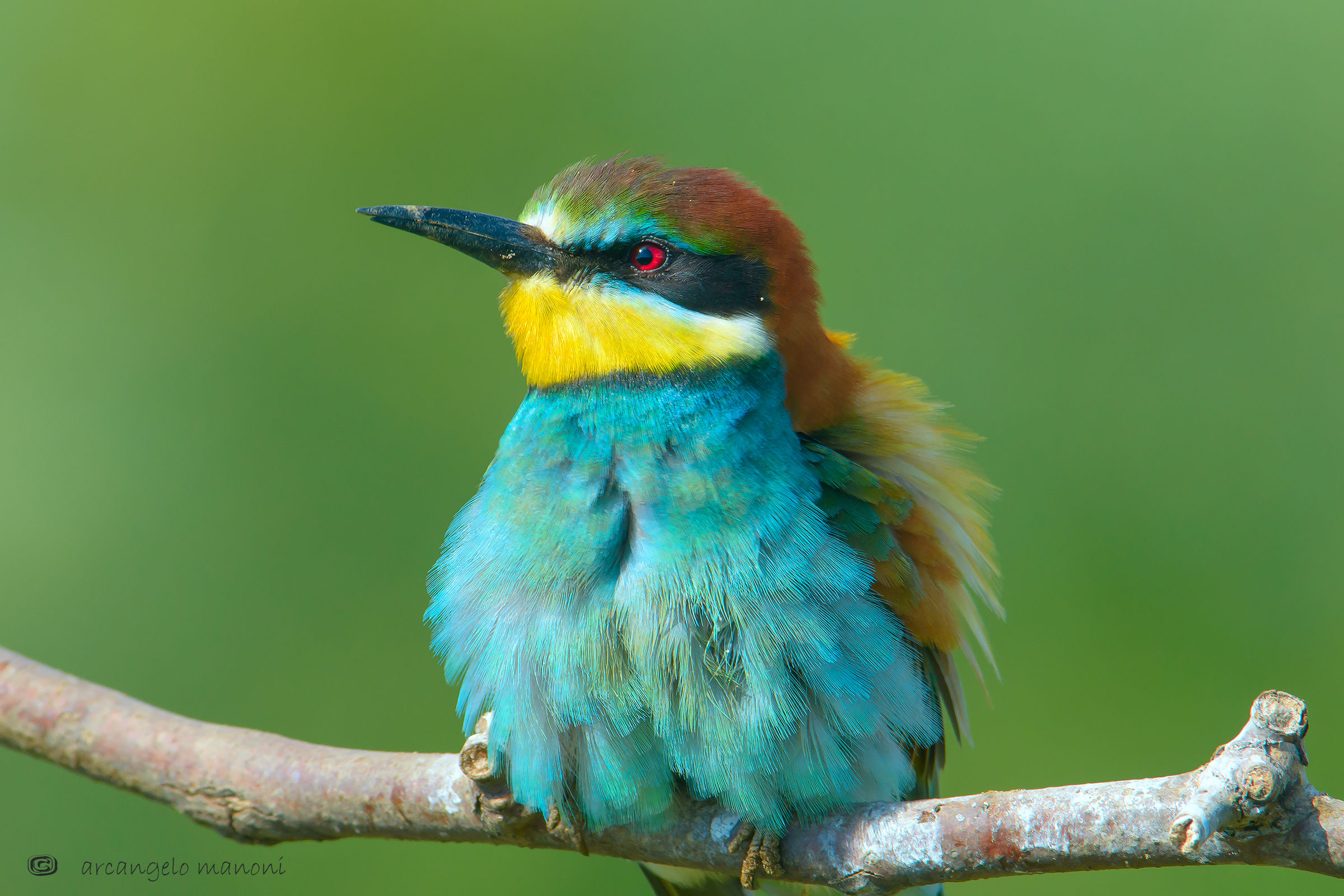 Primo piano al gruccione