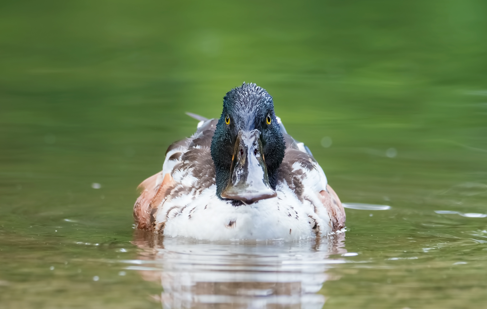 Faccia a faccia col Mestolone ..