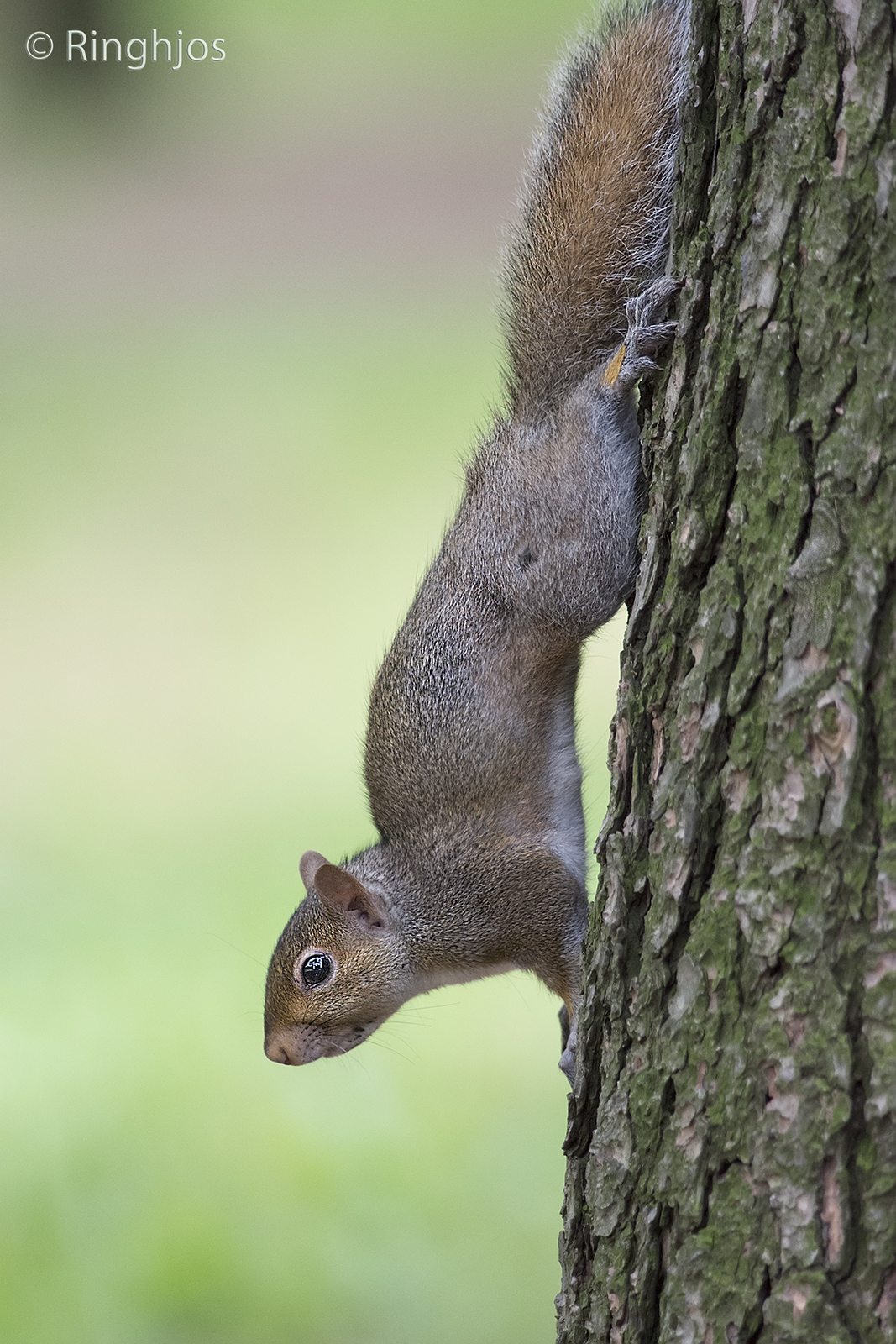 Grey squirrel