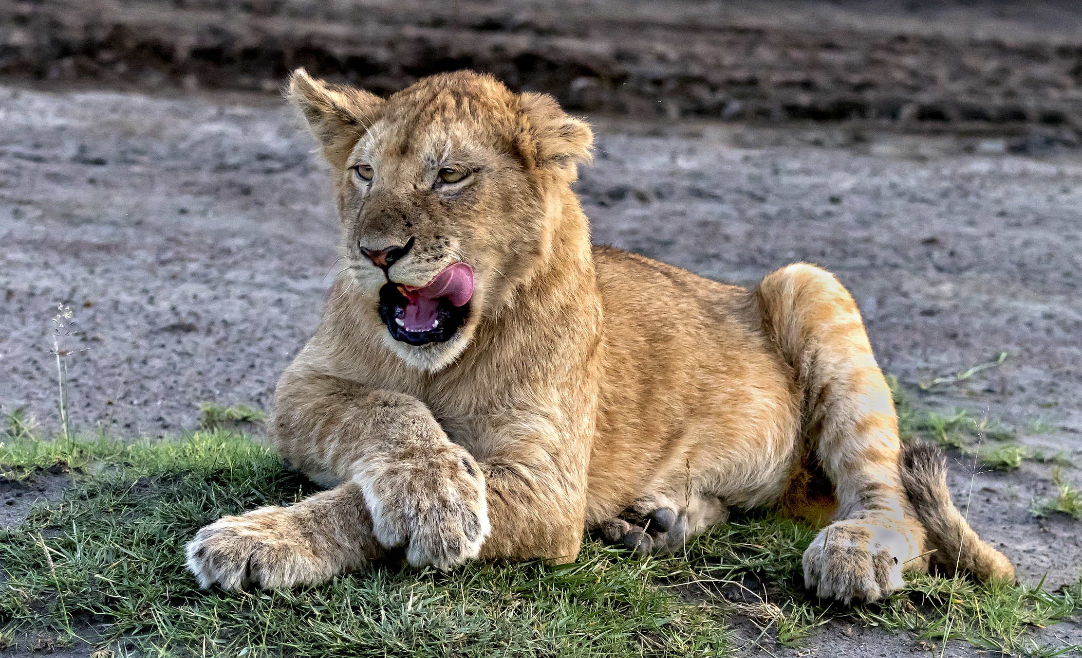 Tanzania 2016 - Cucciolo