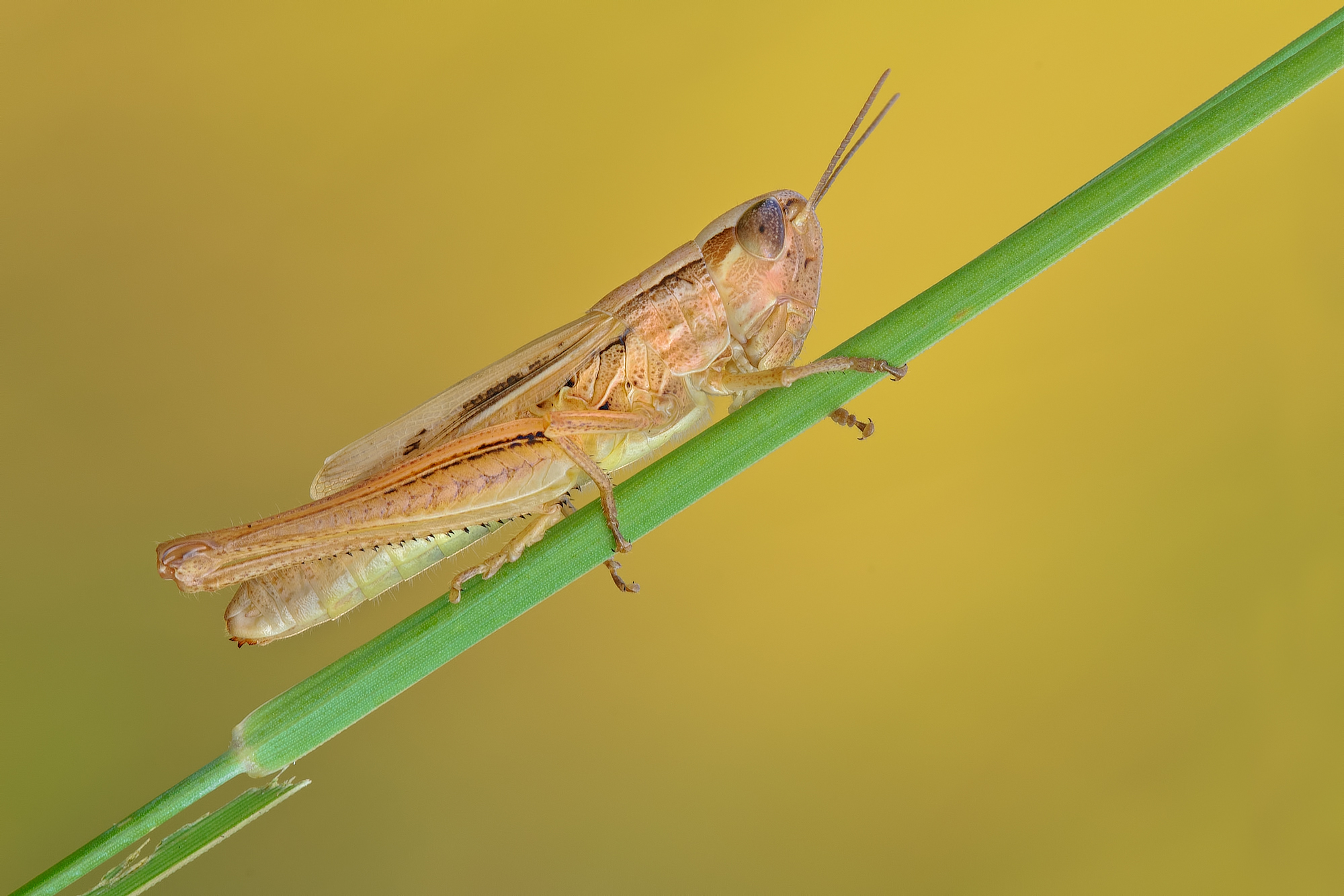 Grasshopper