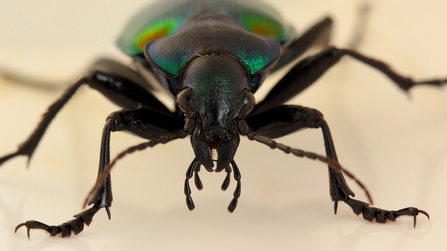 I colori cangianti del carabide Calosoma sycophanta