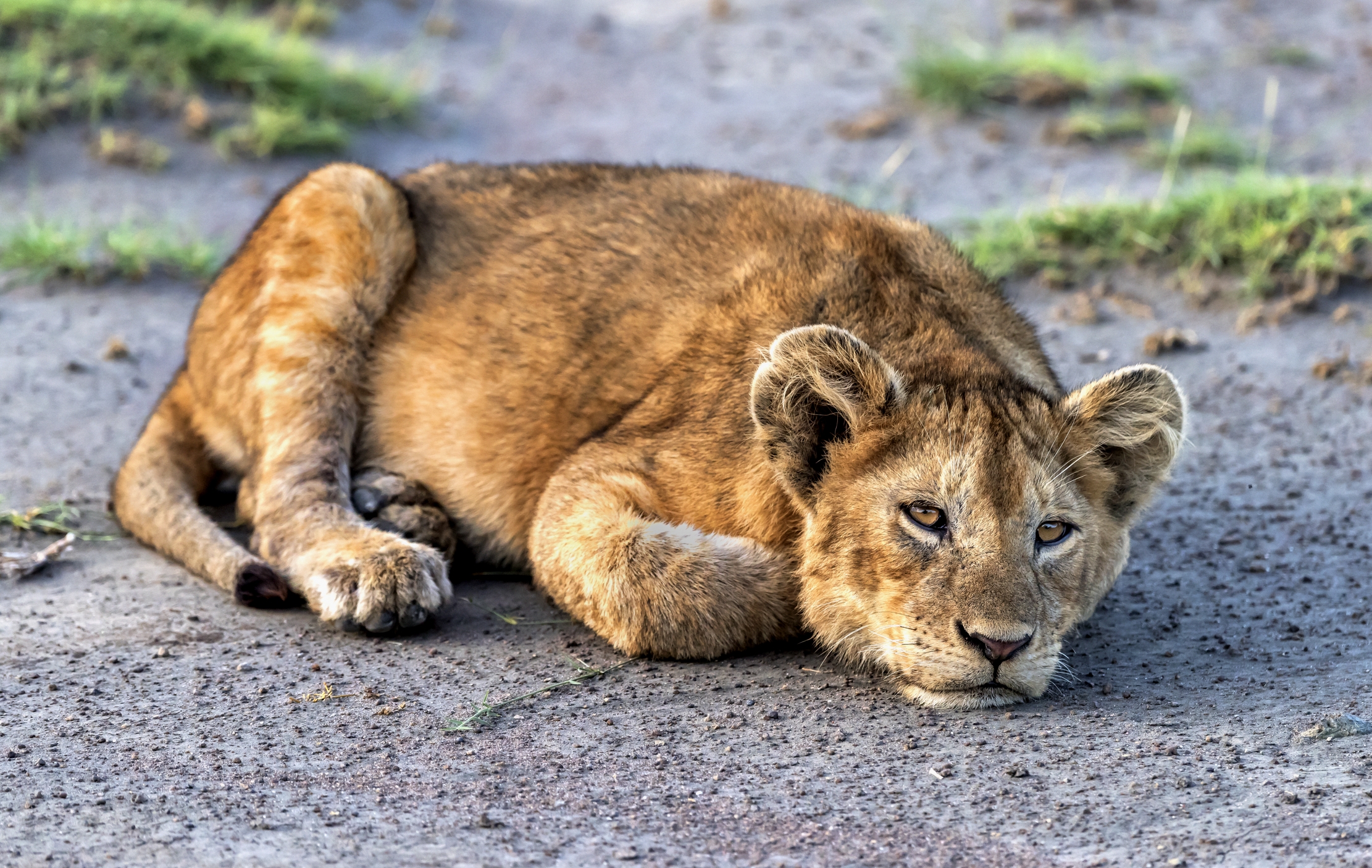Tanzania 2016 - Cucciolo