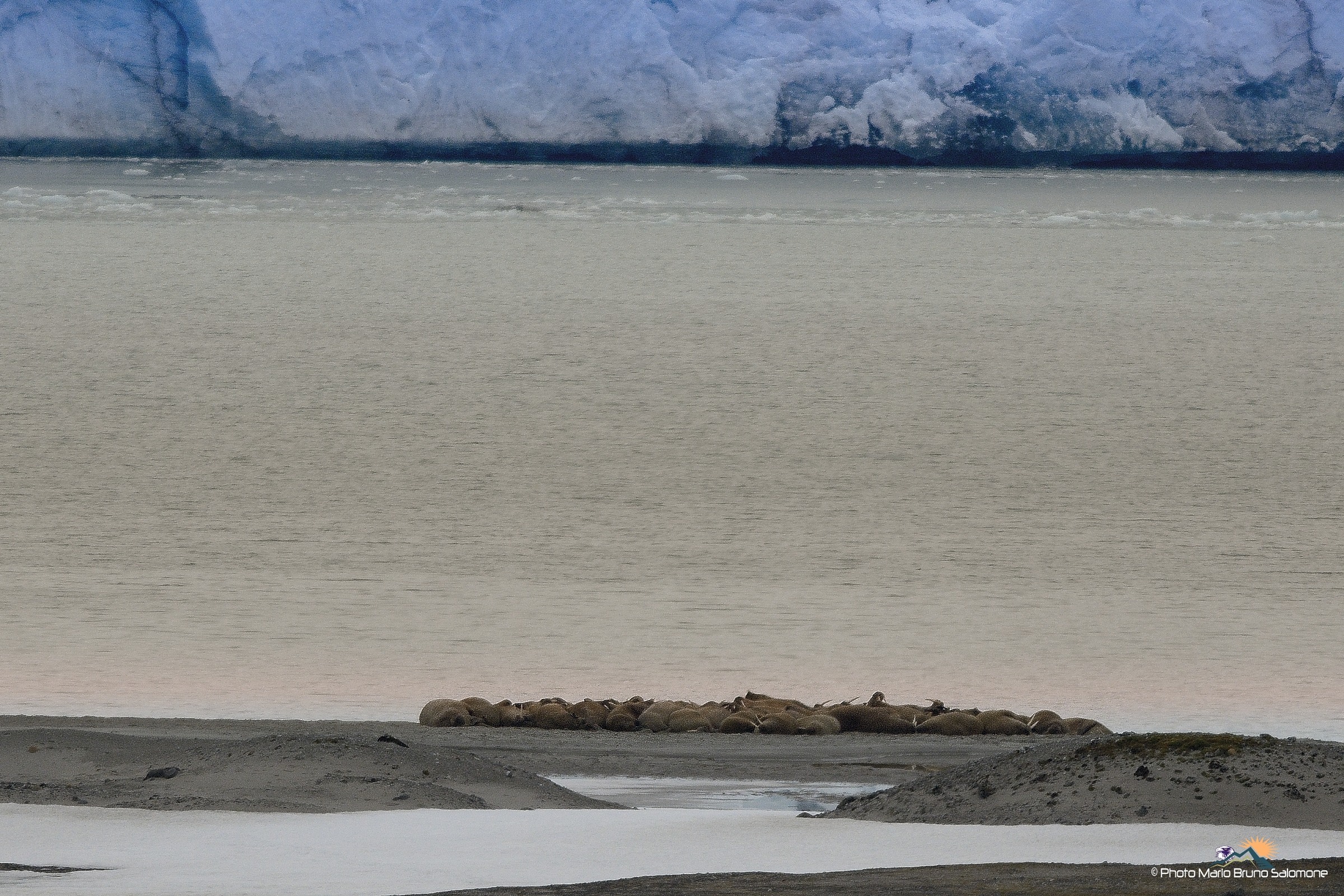 Colonia di Trichechi.