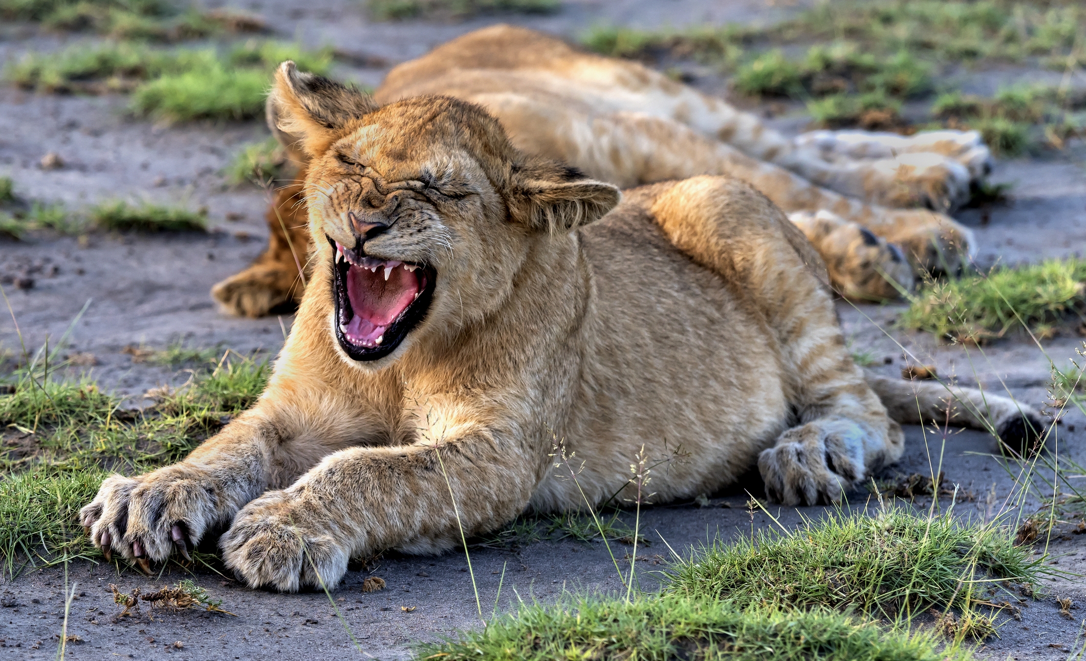Tanzania 2016 - Cucciolo