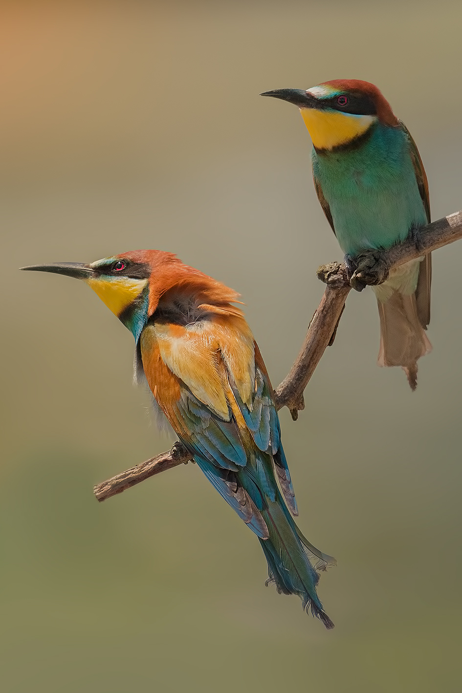 Bee-eaters (Merops apiaster)