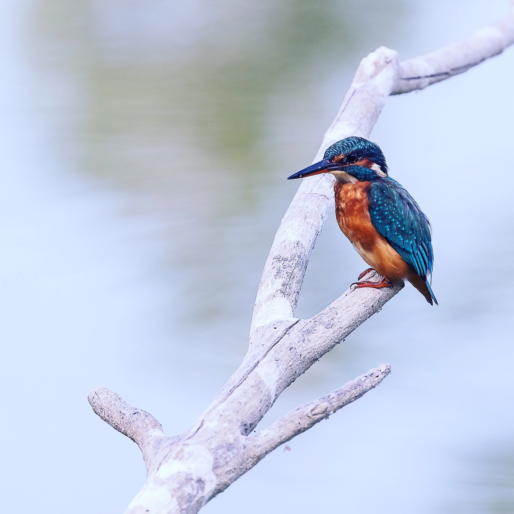 Kingfisher