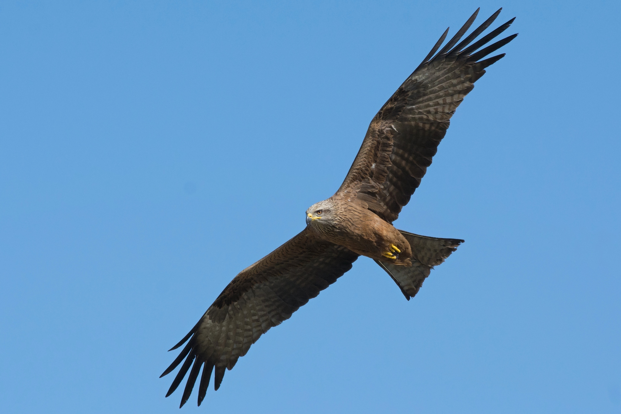 Black Kite