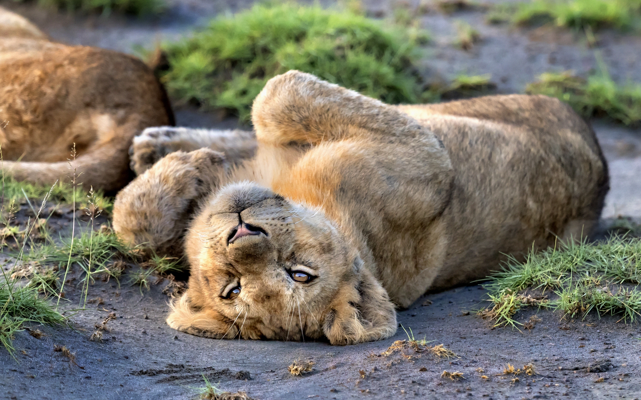 Tanzania 2016 - Cucciolo