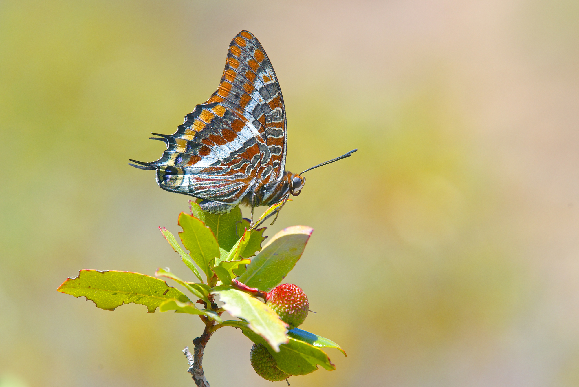 Ninfa del corbezzolo su corbezzolo