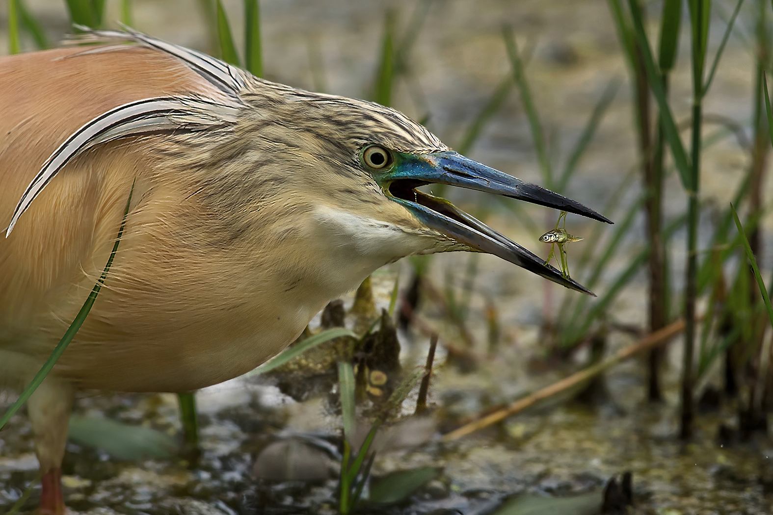 pesciolino con sgarza !