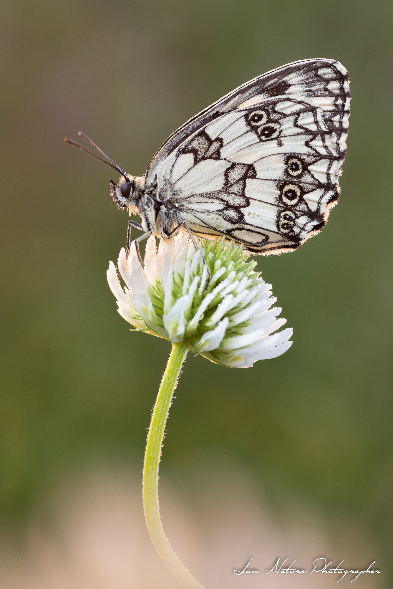 Galatea in the morning