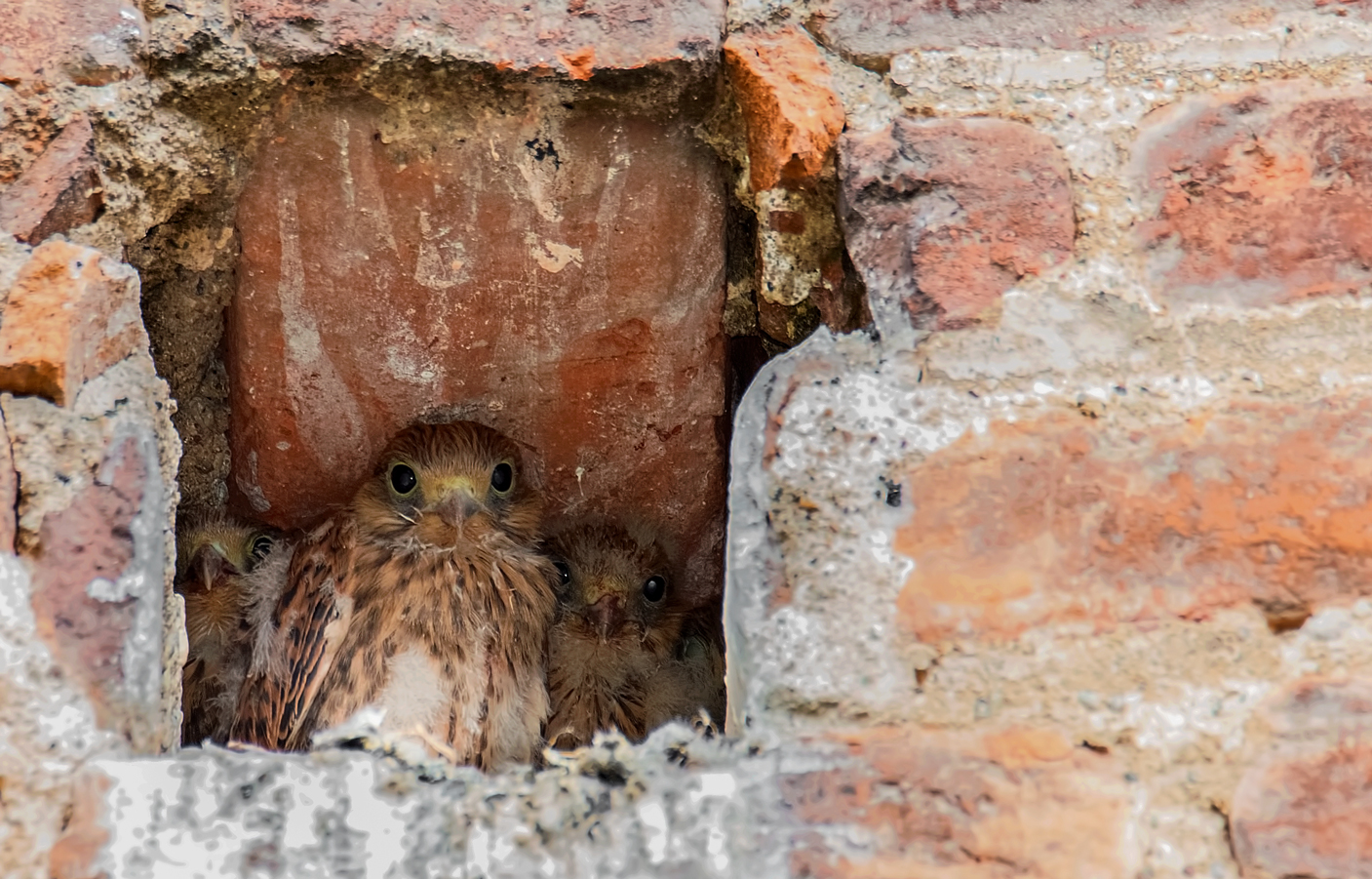 Alloraaaa, si mangia o noooo ???