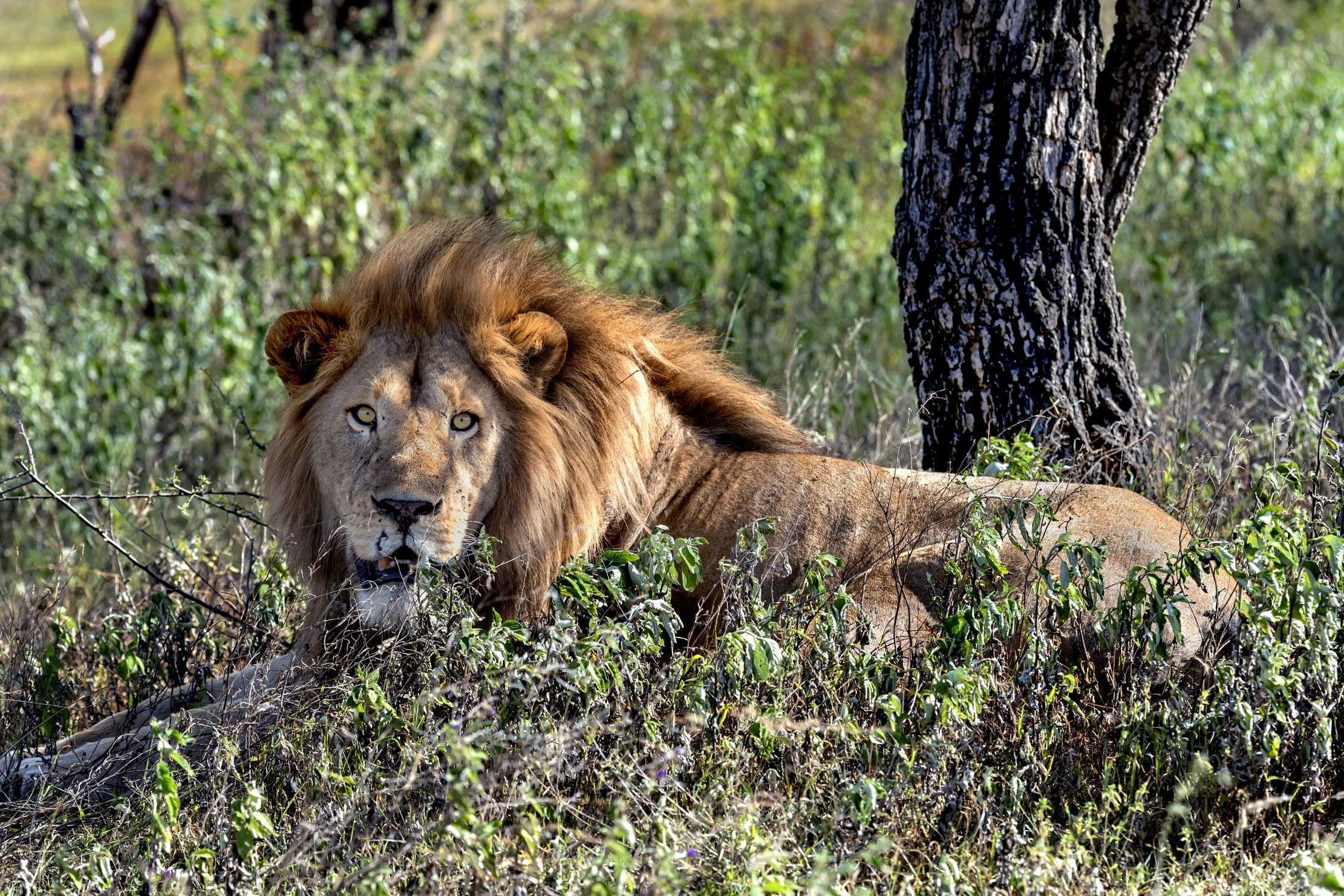 Tanzania 2016 - Lion