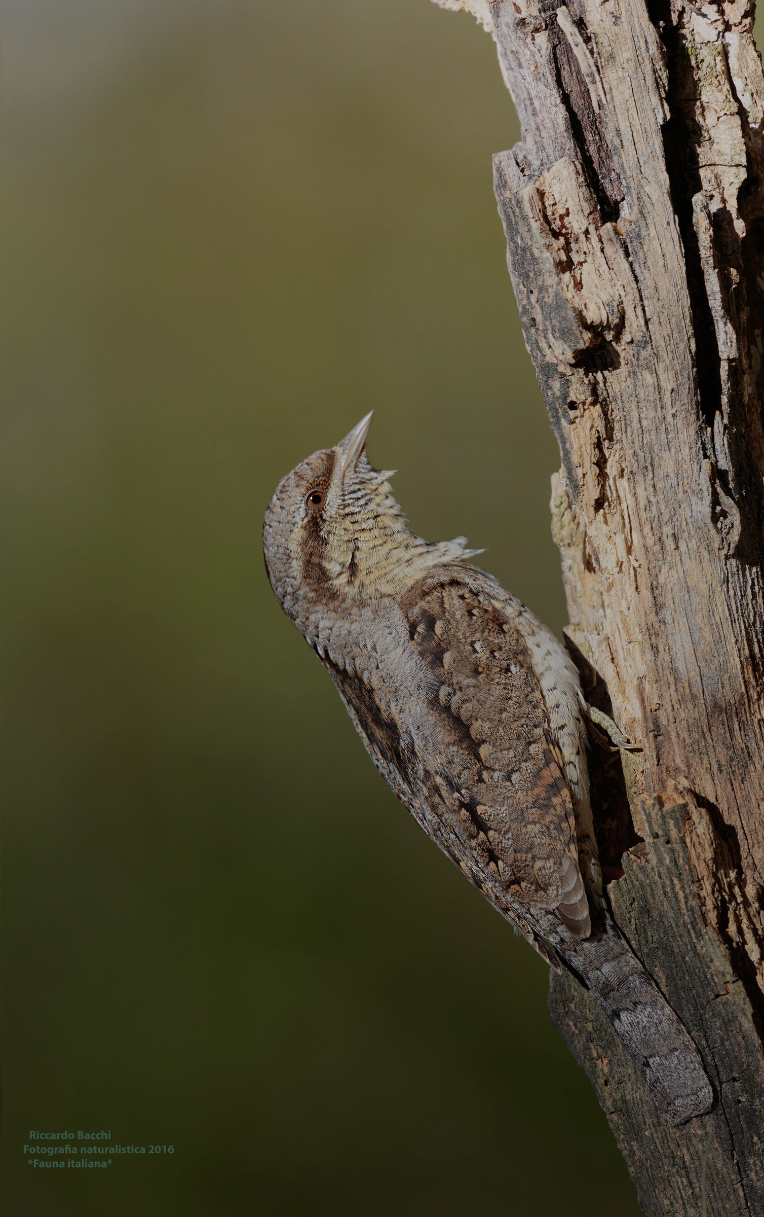 Torcicollo - Mimetismo