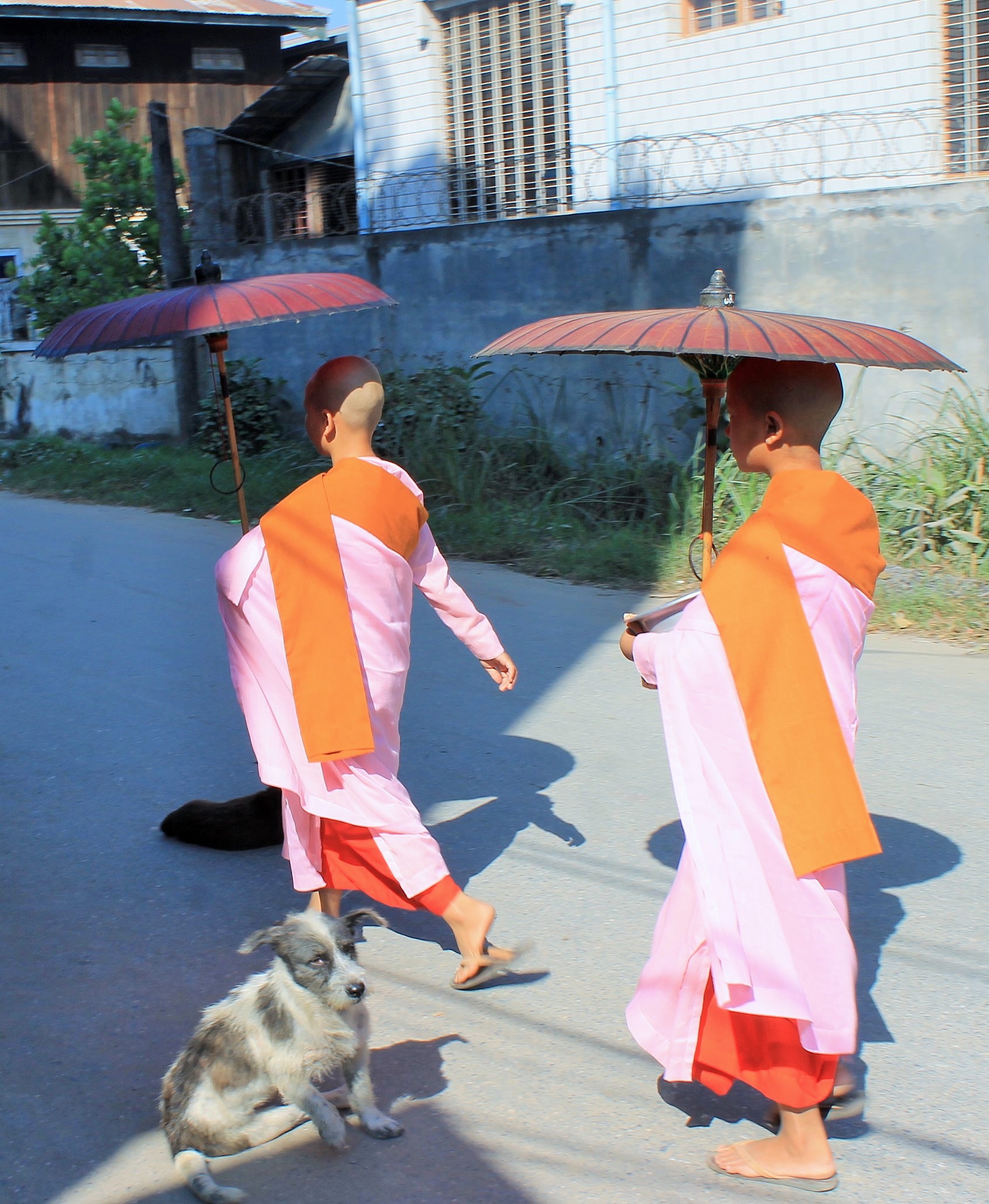 Il cane e le novizie