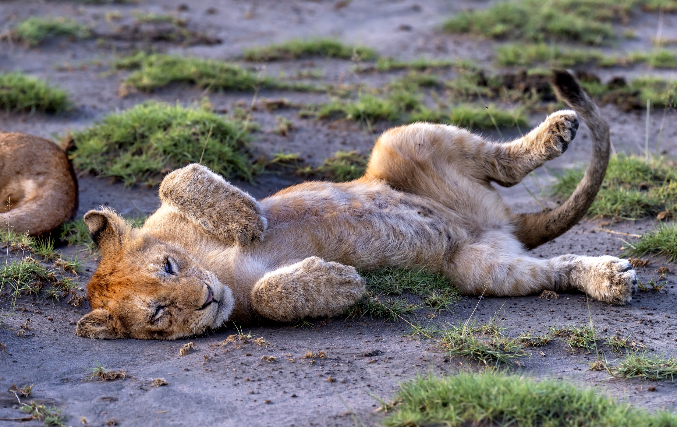 Tanzania 2016 - Cucciolo