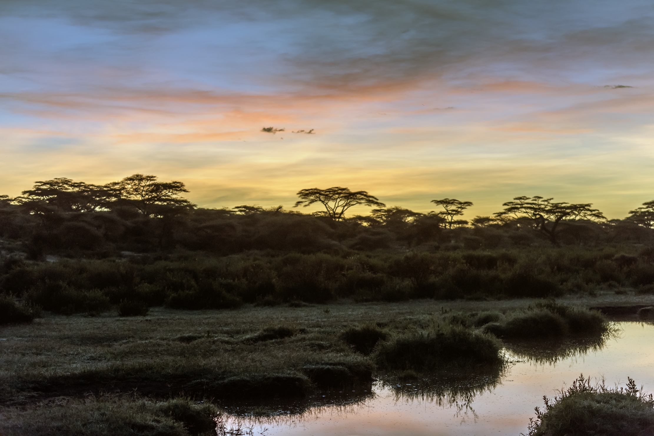 Tanzania 2016 - Marsh di Ndutu