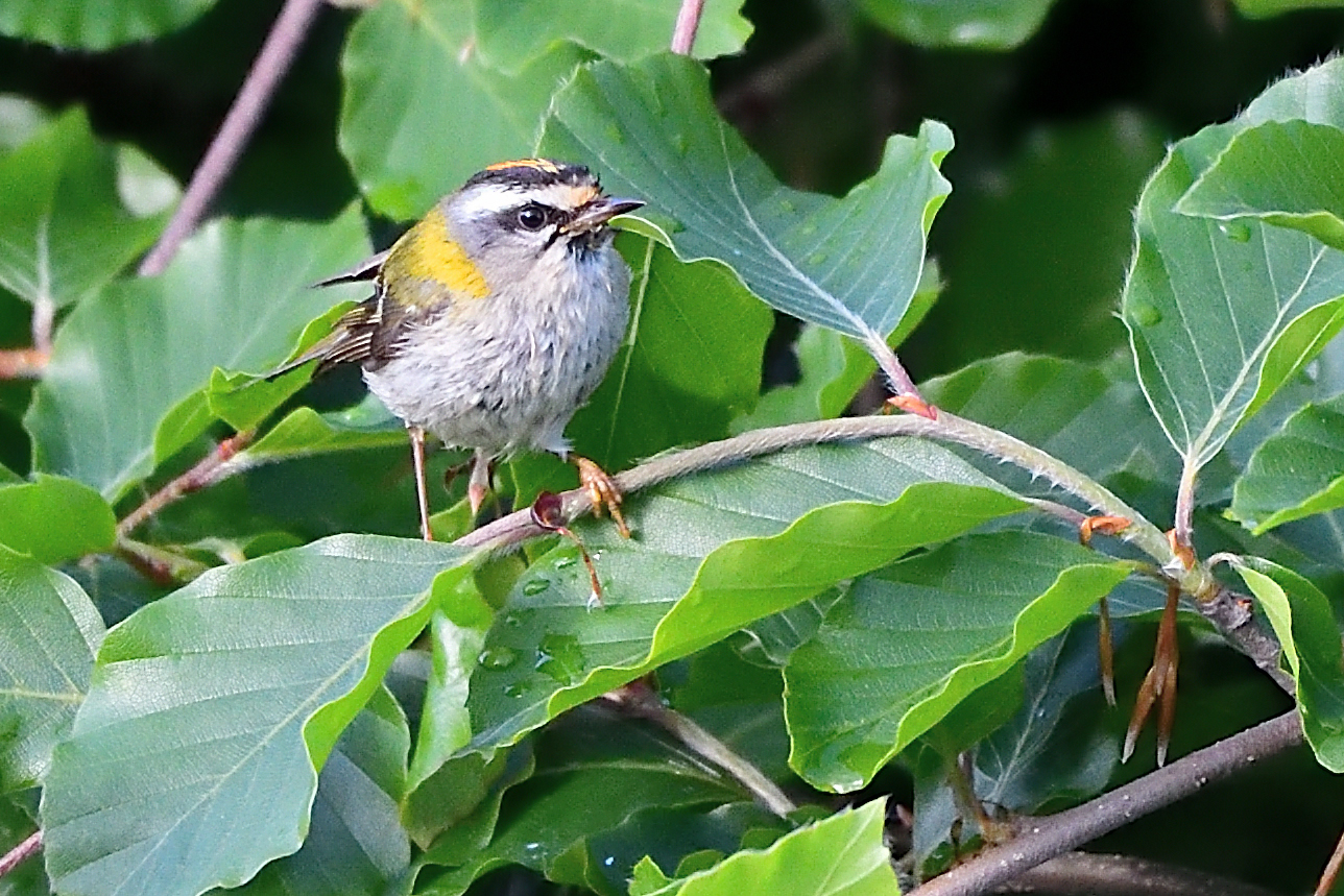 firecrest