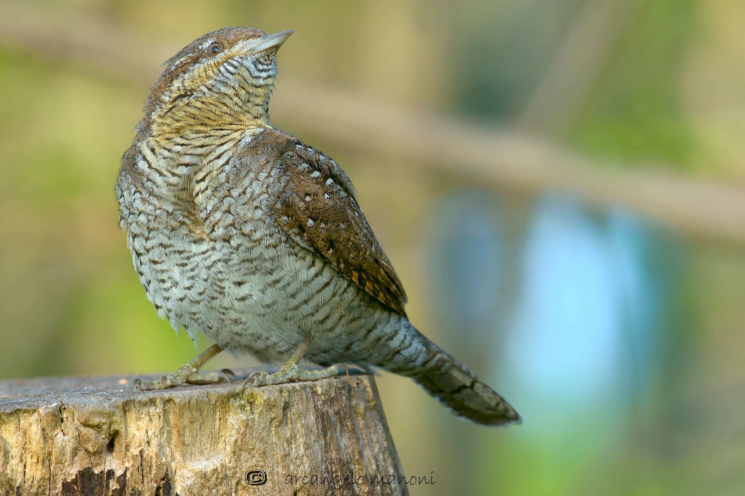 The return of flashli