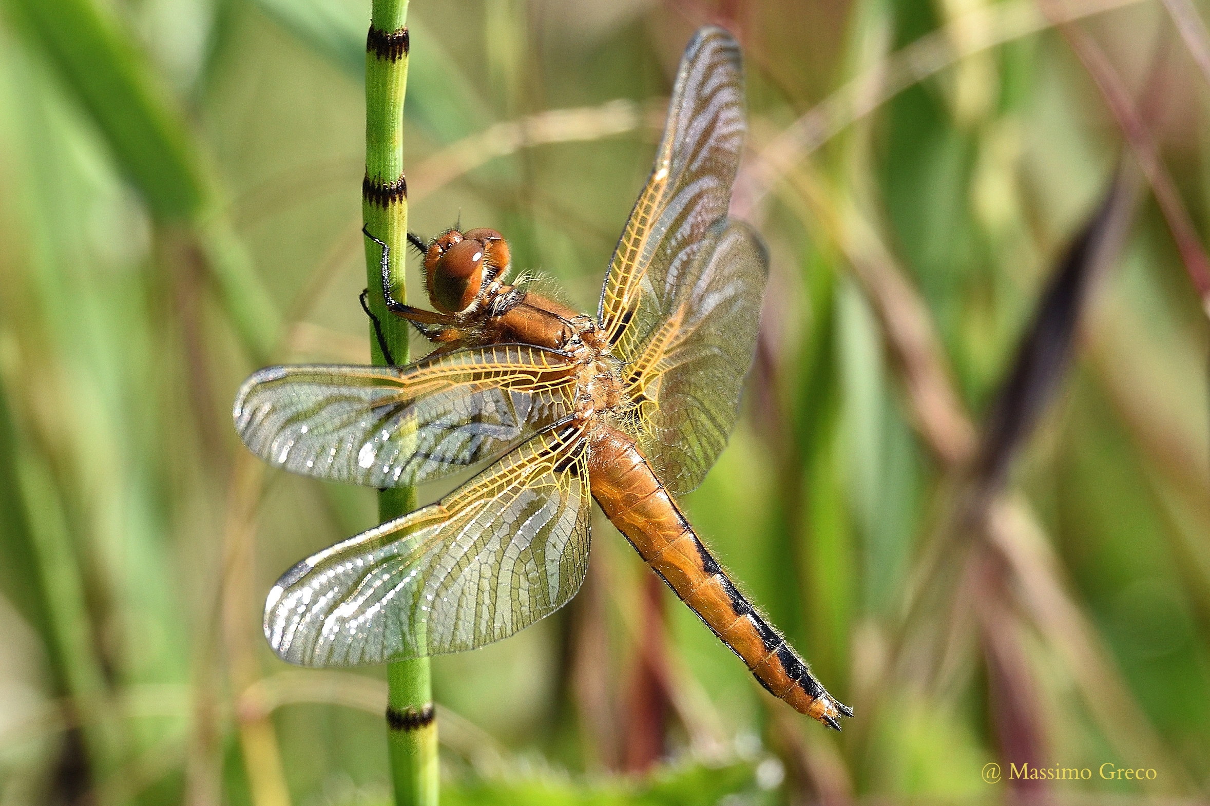 dragonfly fulva
