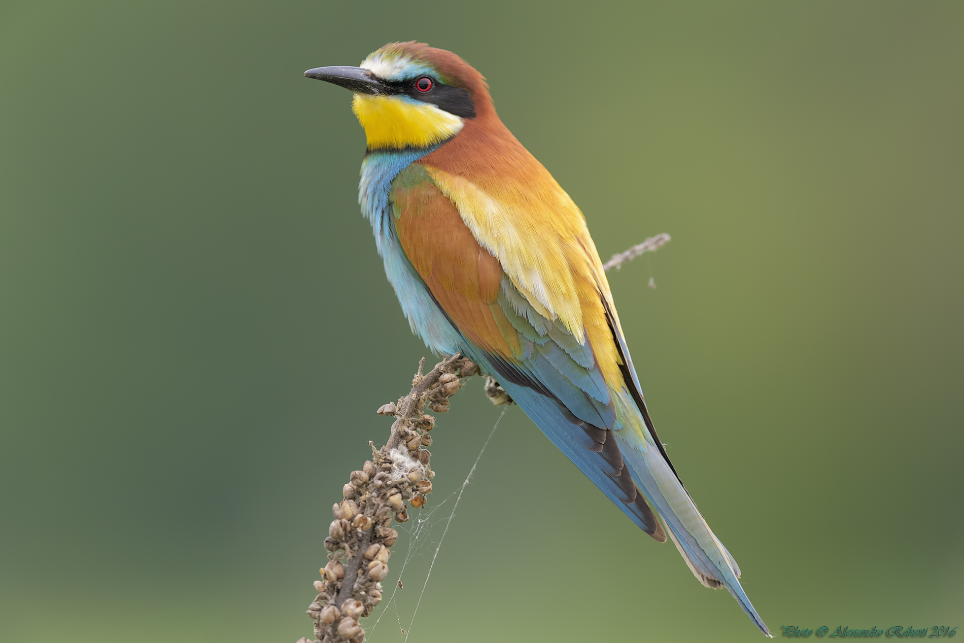 bee-eaters