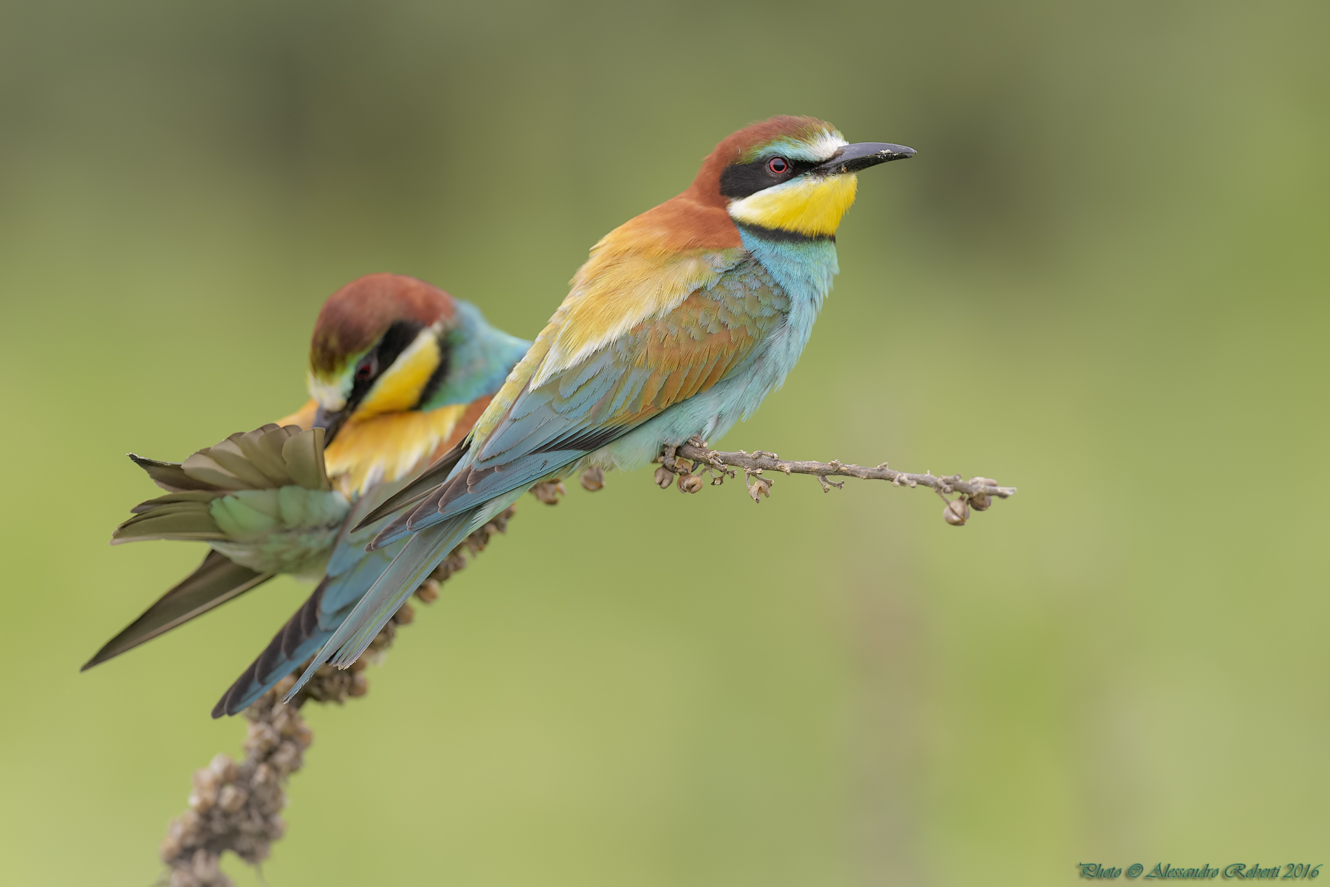 bee-eaters
