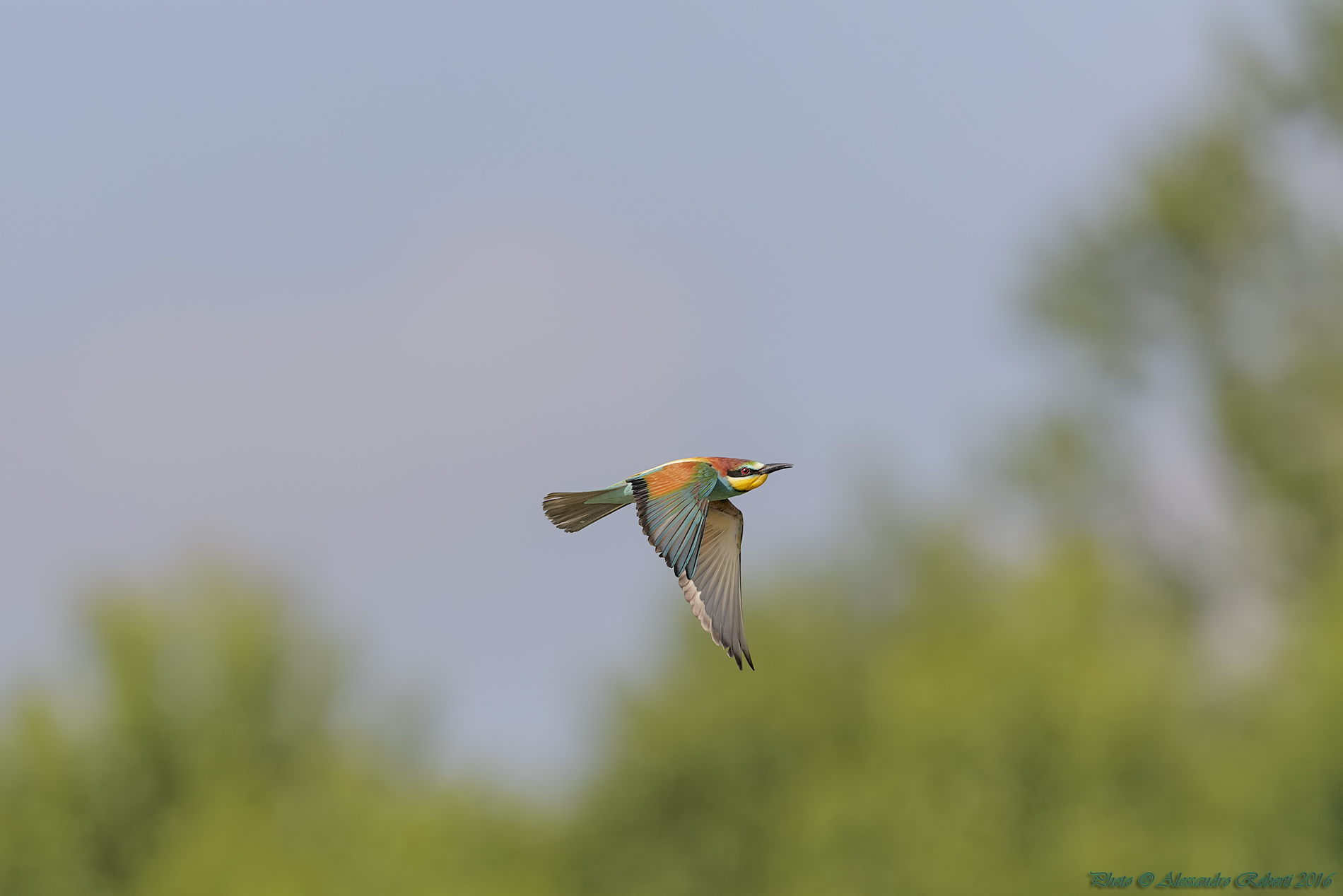 bee-eaters