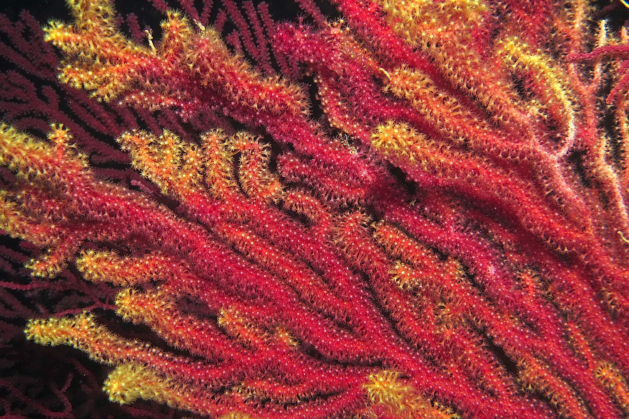 gorgonian 2