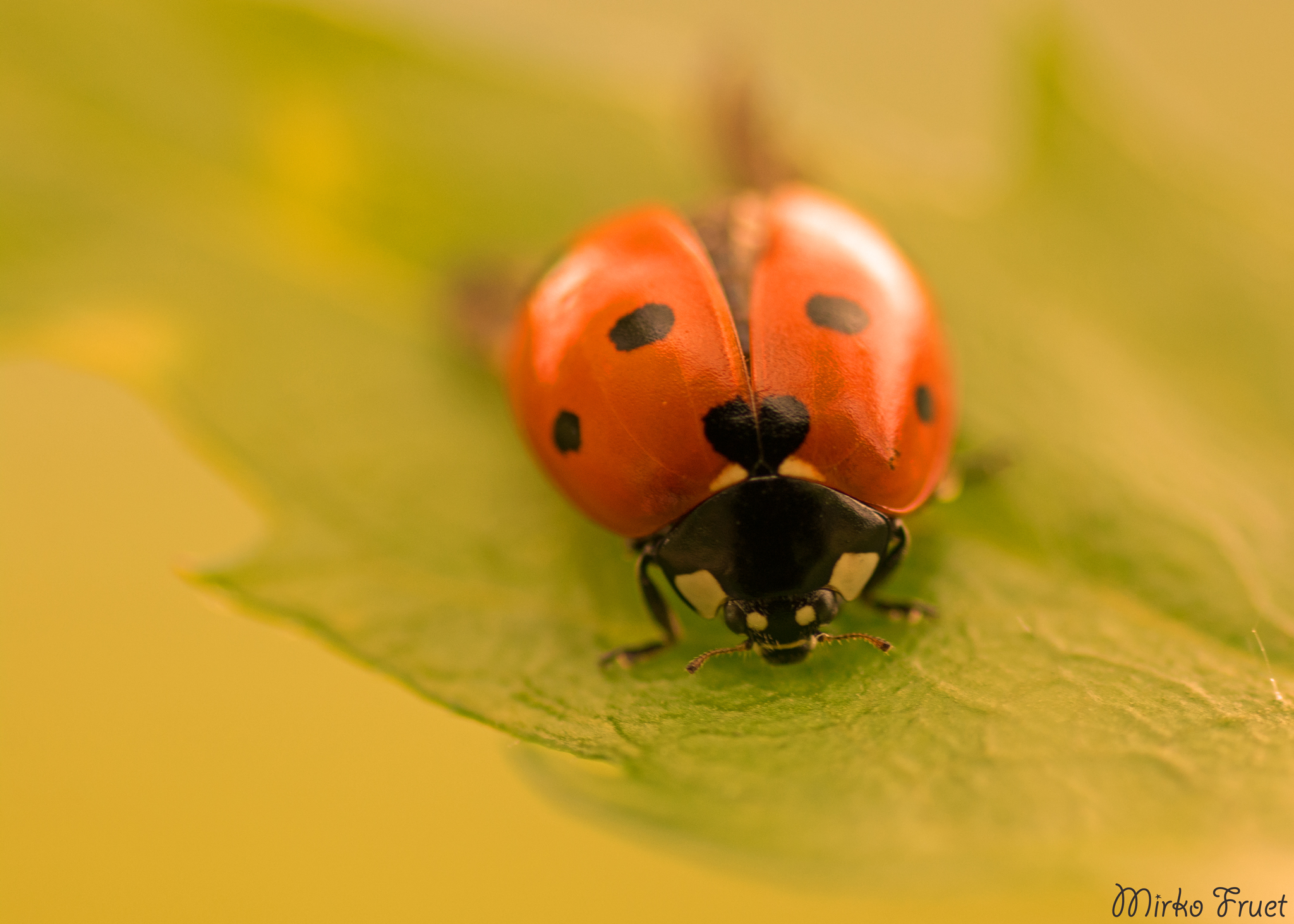 Il cuore della coccinella