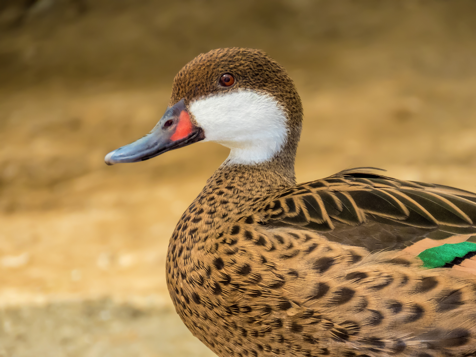 White-cheeked Pintail (Bahama Pintail)