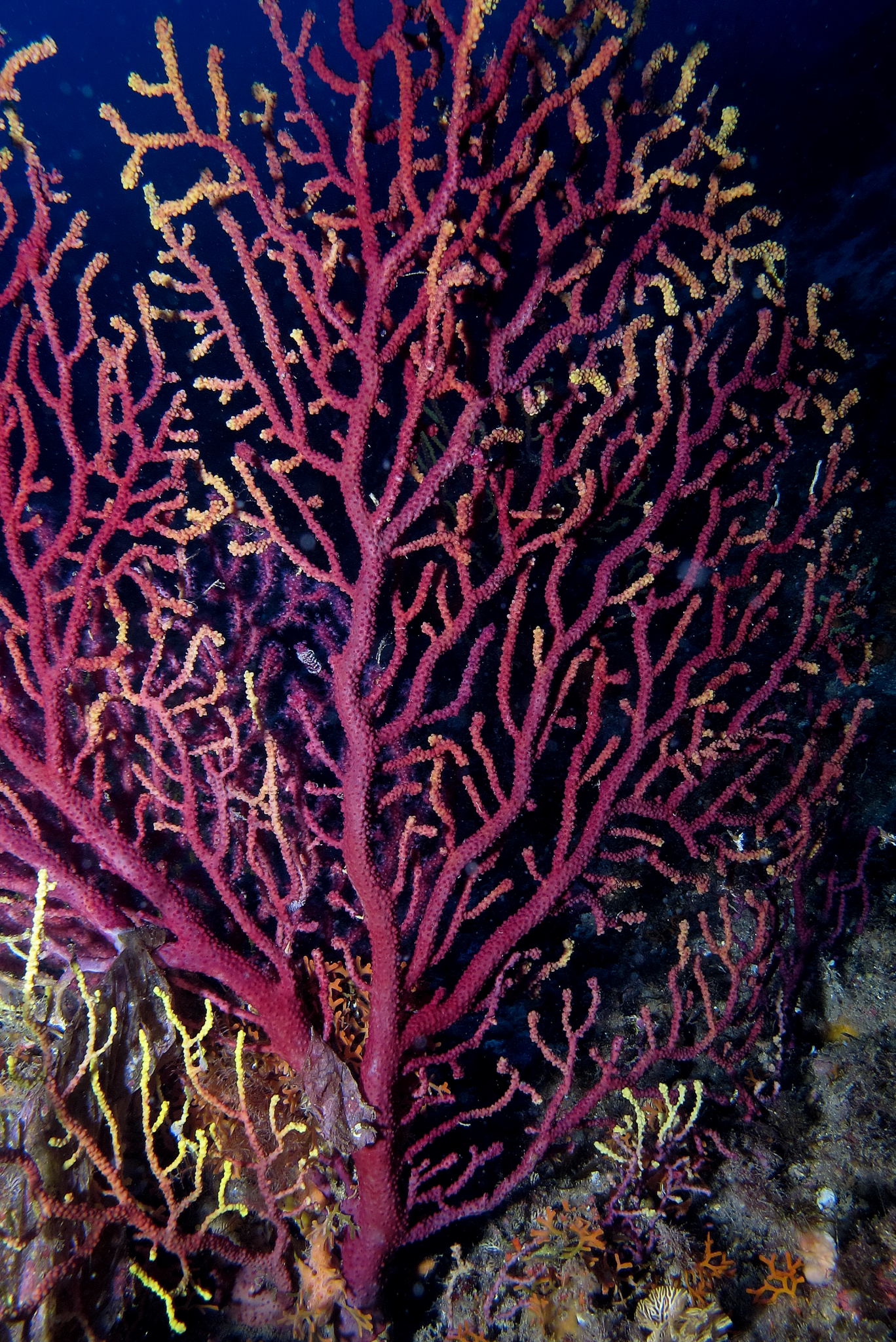 gorgonian 13