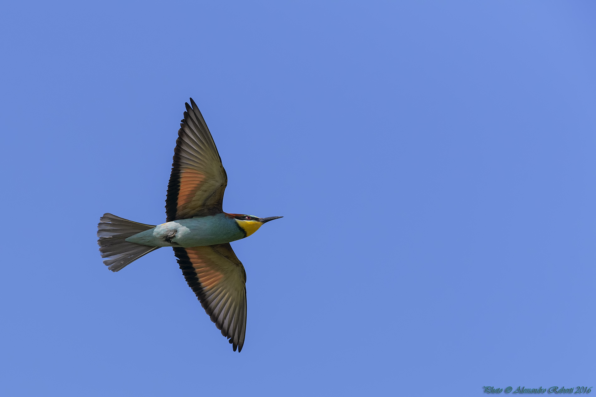 bee-eaters