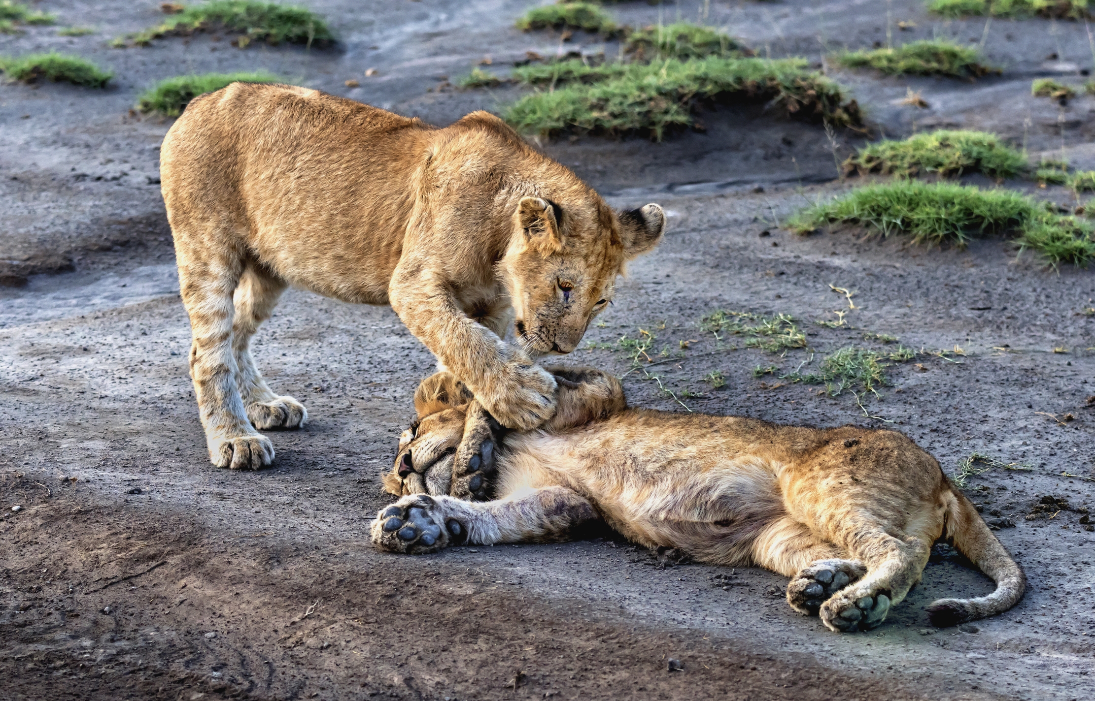 Tanzania 2016 - Dai...svegliati..