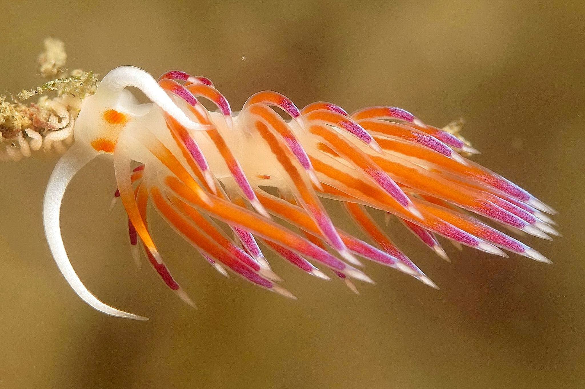Flabellina 1
