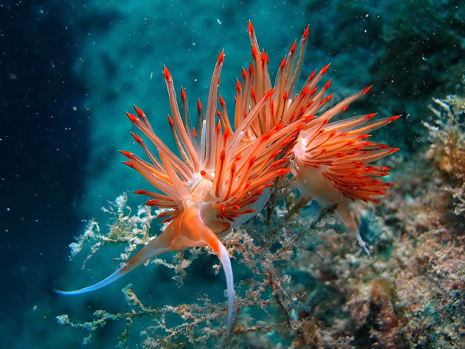 Flabellina 6