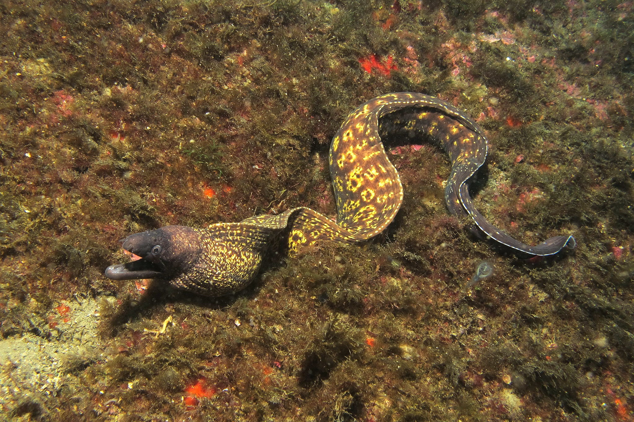 moray 3