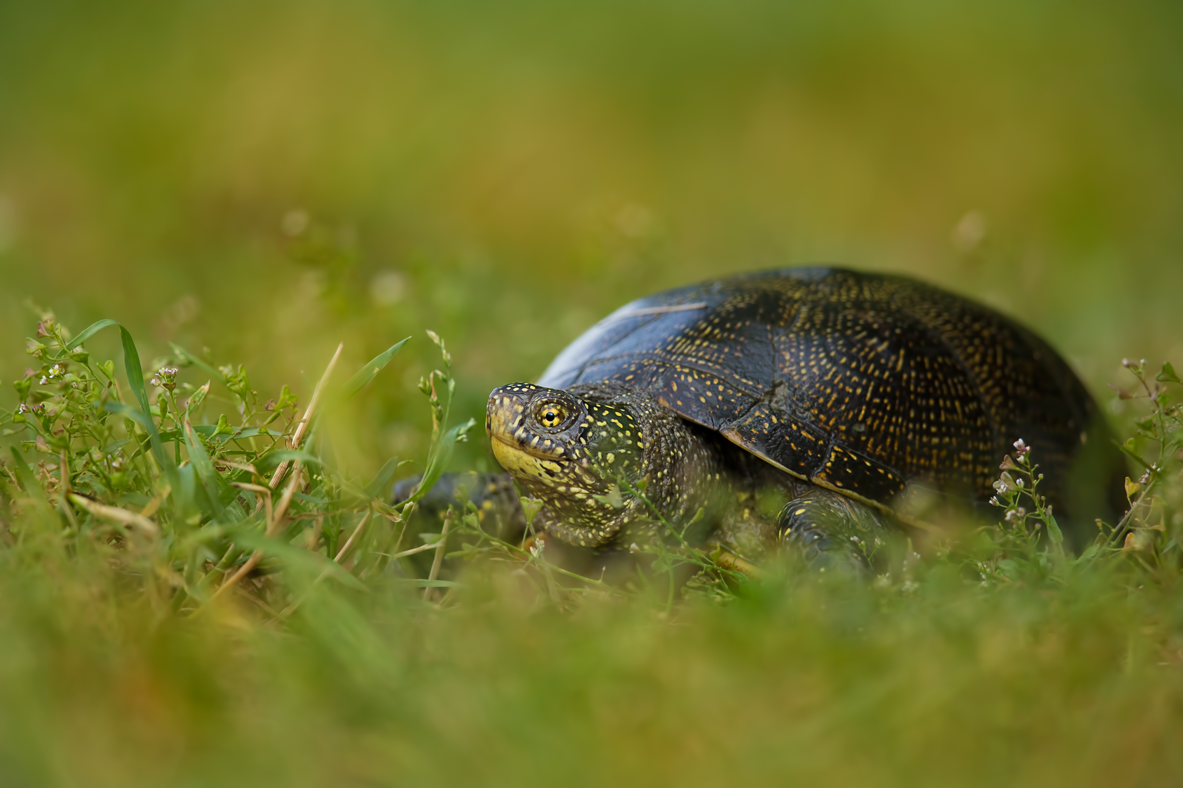 European pond turtle (Emys orbicularis)