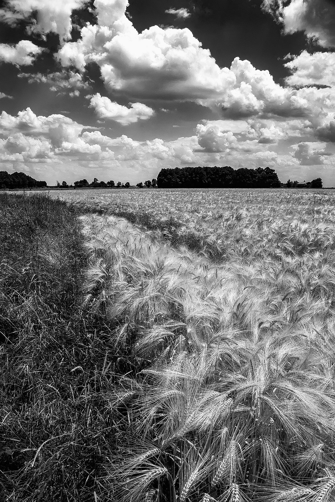 su un campo di grano che dirvi non so