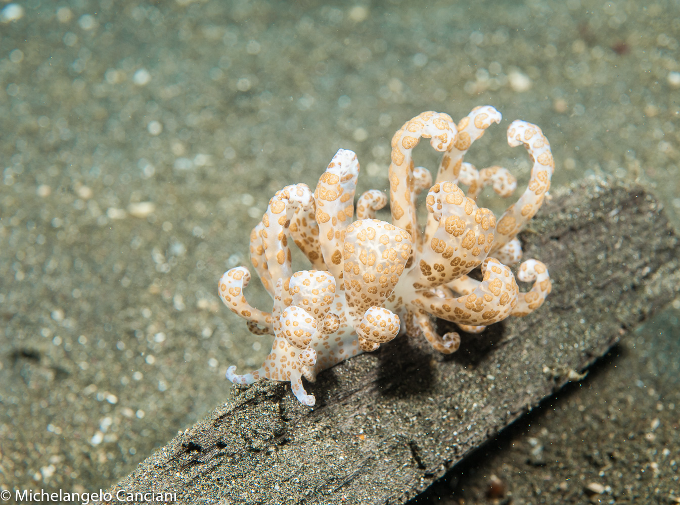 phyllodesmium longicirrum