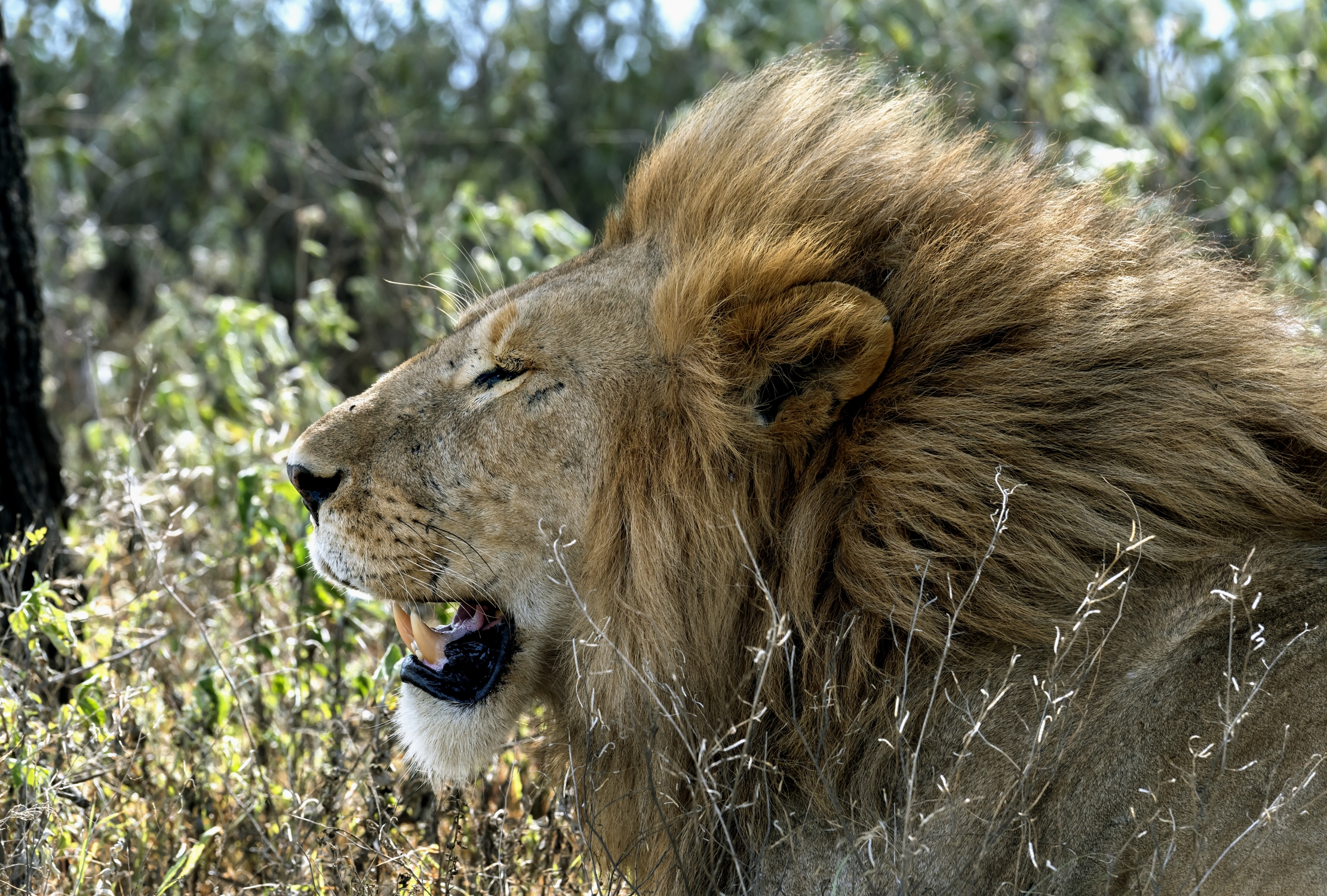 Tanzania 2016 - Lion