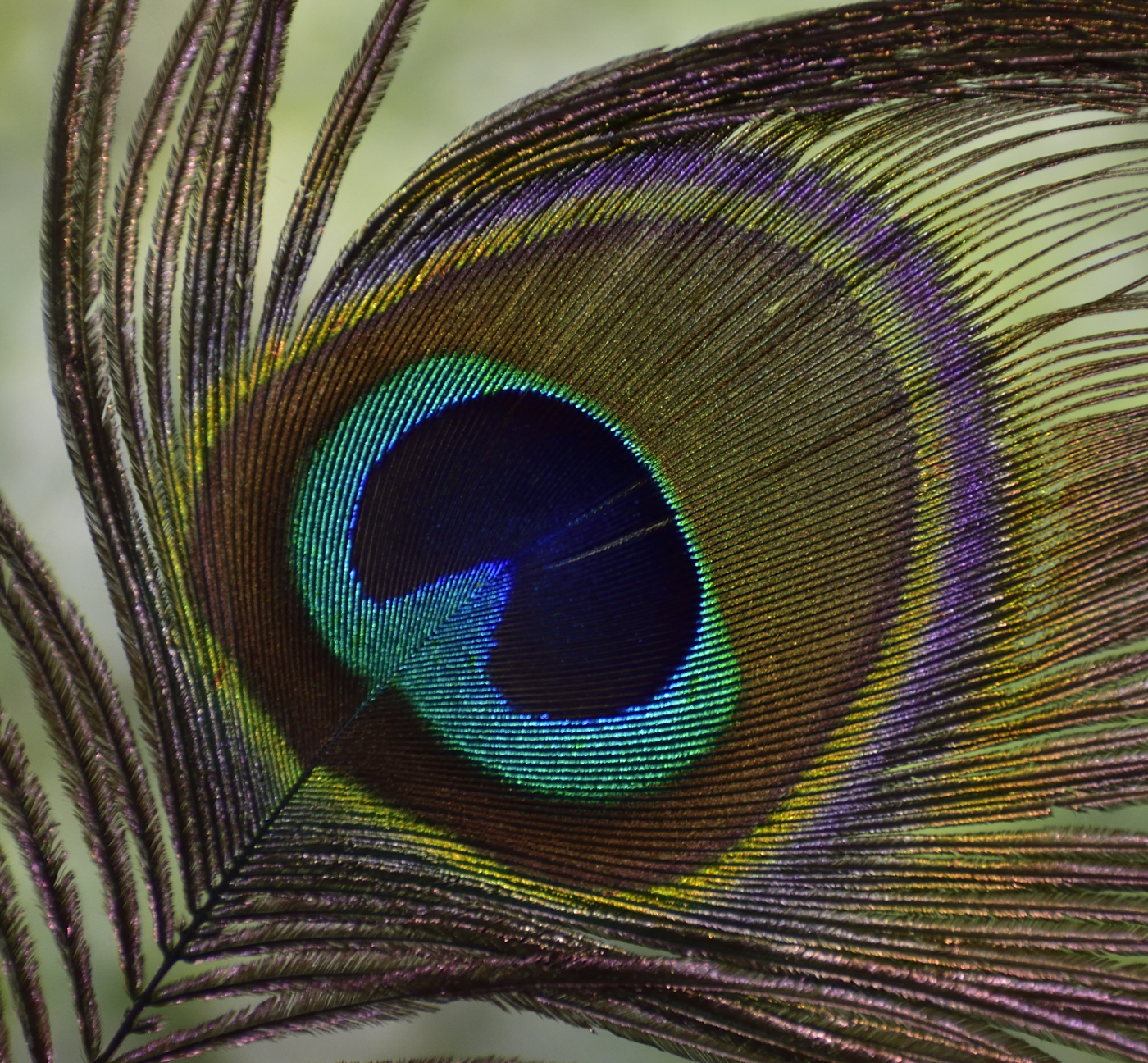 Piuma pavone