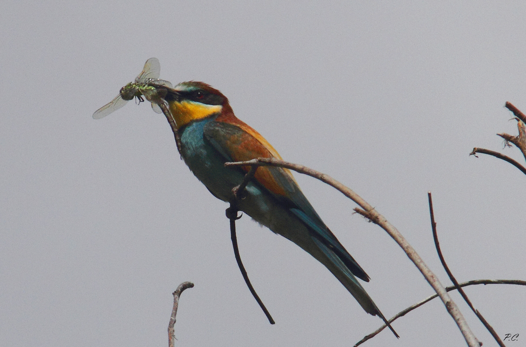 gruccione con libellula