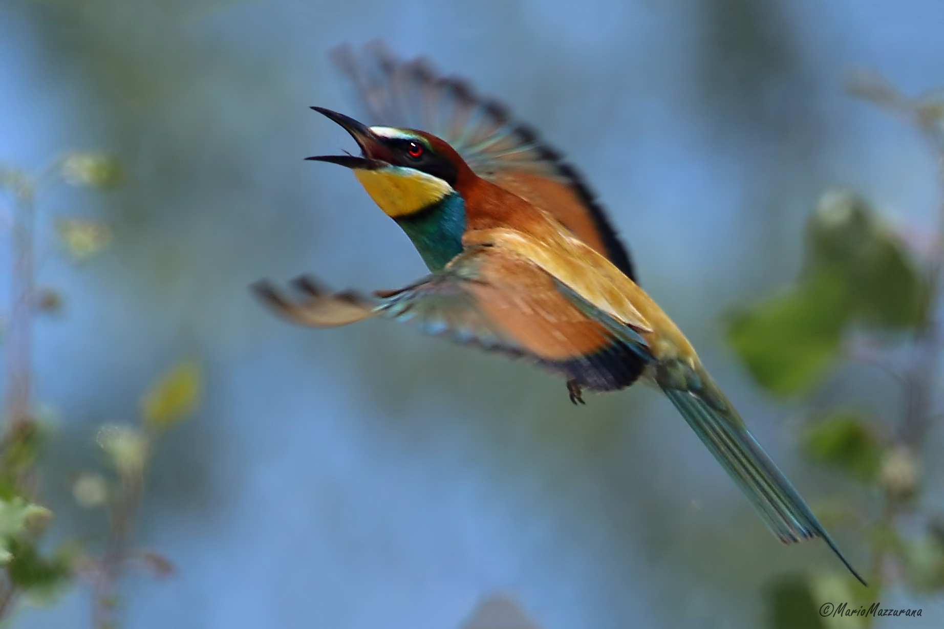 The flight of the Grucione