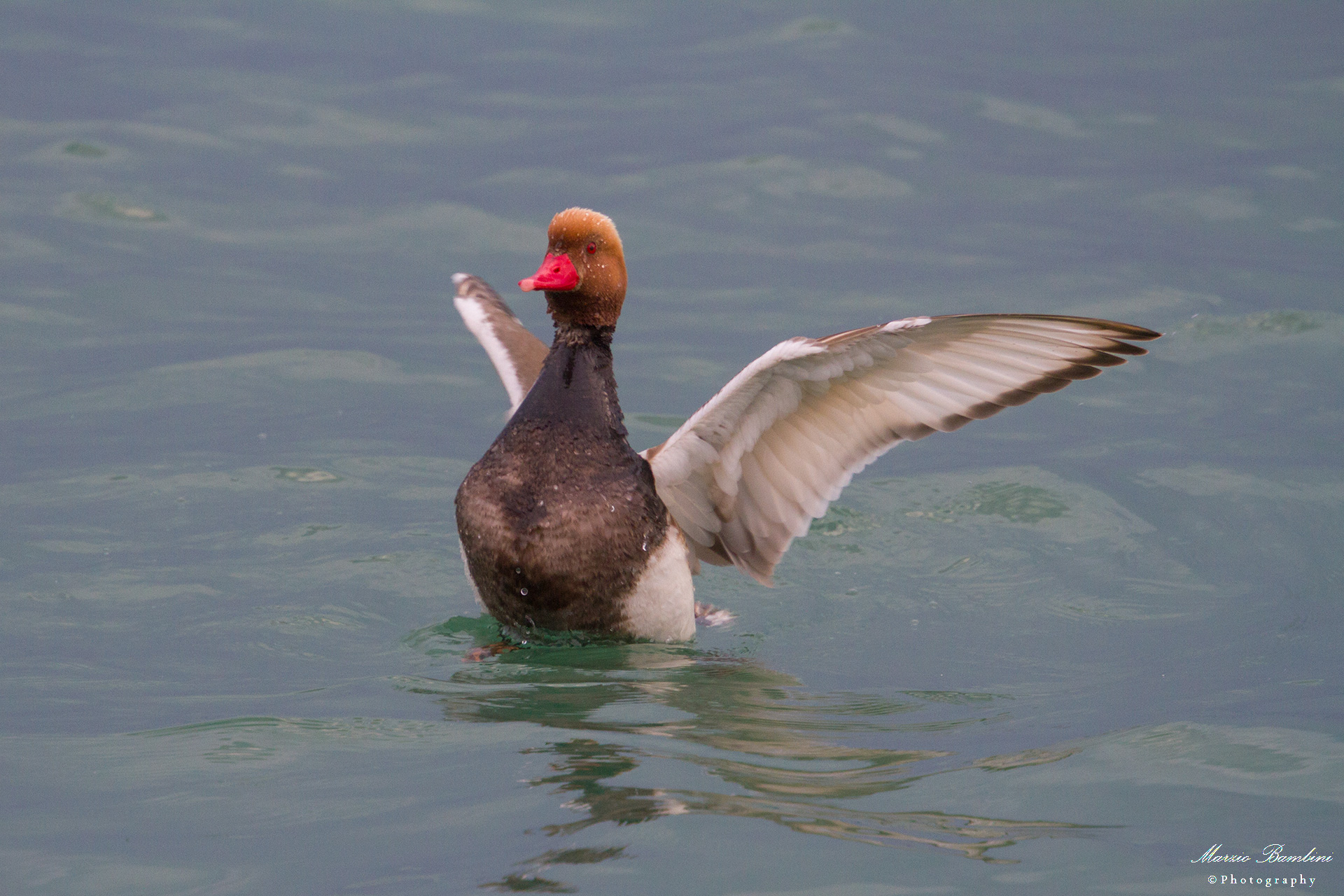 What a curious duckling ... Fistione Turkish