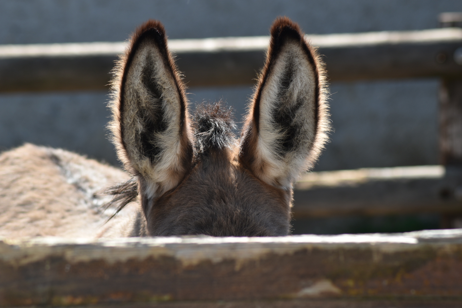 The antennas of the donkey